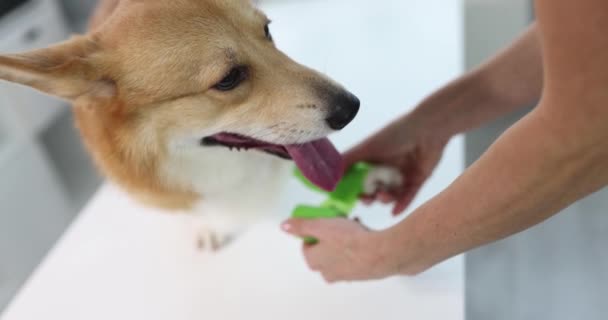 Doctor veterinarian bandage sore paw of dog — Vídeos de Stock