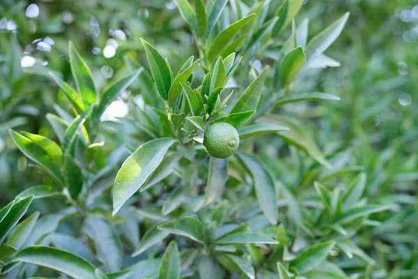 Lime fruit growing on a tree, green citrus foliage — Fotografia de Stock