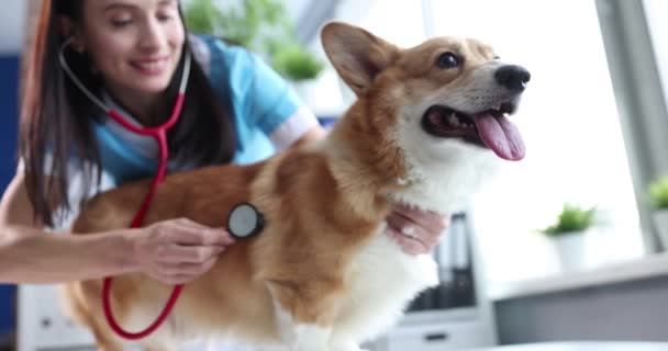 Doctor onderzoekt hond in veterinaire kliniek slow motion 4k film — Stockvideo