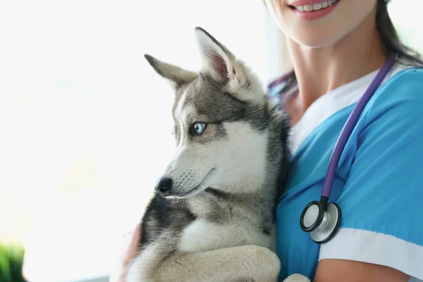 Veterinário sorriso feminino e segure bonito husky nos braços — Fotografia de Stock