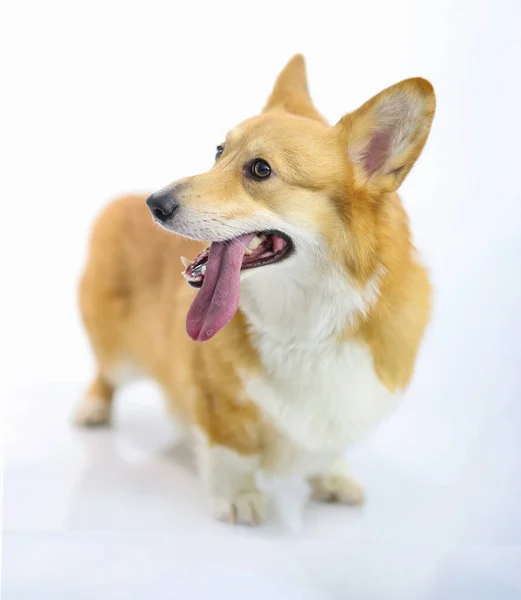 白い背景に赤い毛のサラブレッド犬のコーギーの肖像 — ストック写真