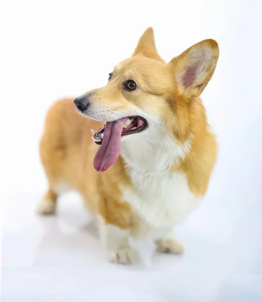 Retrato de corgi de perro pura sangre de pelo rojo sobre fondo blanco —  Fotos de Stock