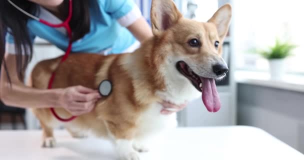 Médico veterinario escucha con estetoscopio a perro en primer plano clínica — Vídeos de Stock