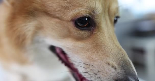 Primer plano de ojos marrones pedigreed corgi perro 4k película cámara lenta — Vídeos de Stock