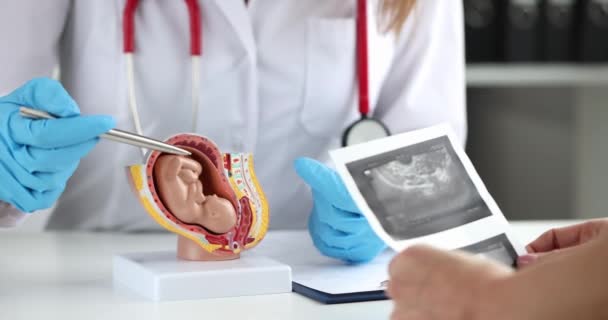 Gynecologist shows model of fetus of patient with ultrasound of uterus closeup — Stock Video