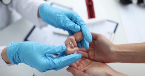 Doctor verloskundige gynaecoloog geven patiënt kleine kunstmatige model van menselijke foetus closeup 4k film slow motion — Stockvideo