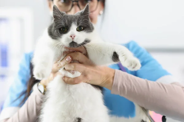 Mulher veterinário segurando gato fofo em closeup clínica — Fotografia de Stock