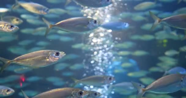 La escuela de los peces menudos en el agua azul del acuario o el primer plano de mar — Vídeos de Stock