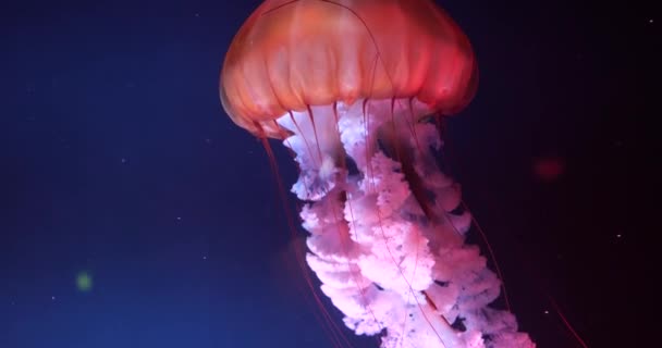 Majestuosas medusas rojo-rosadas nadan en primer plano en el agua — Vídeos de Stock