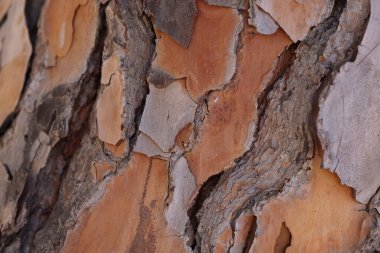 Ağacın üzerinde eski çatlak ağaç kabuğu, yakın plan, duvar kağıdı