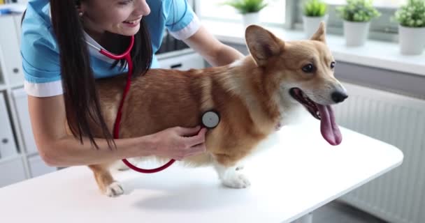 Mujer veterinario escucha con estetoscopio a perro en primer plano clínica — Vídeos de Stock