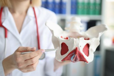 Doktor jinekolog kaslı kadın leğen kemiğinin planını gösteriyor.