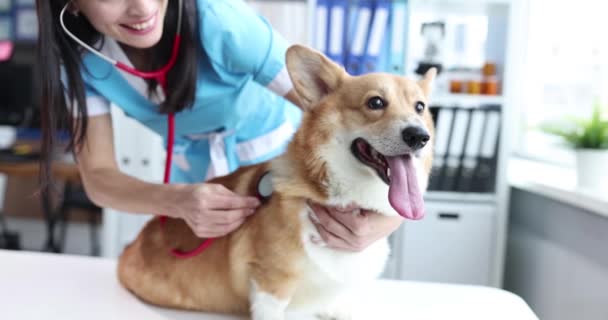 Mujer veterinario escuchando a perro con estetoscopio en clínica 4k película — Vídeos de Stock