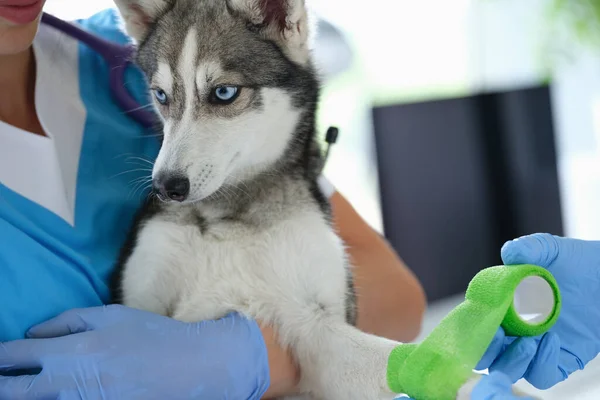Une infirmière dans une clinique vétérinaire tient un chiot husky avec une patte blessée — Photo