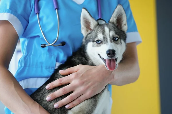 O veterinário está segurando um filhote de cachorro husky, o cão é close-up — Fotografia de Stock