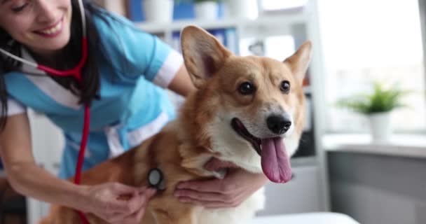 Dierenarts luistert naar honden in het ziekenhuis. Hartziekte bij honden — Stockvideo