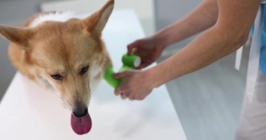 Klinikte bacağı kırık hasta bir köpeğin veteriner bandajlı pençesi.
