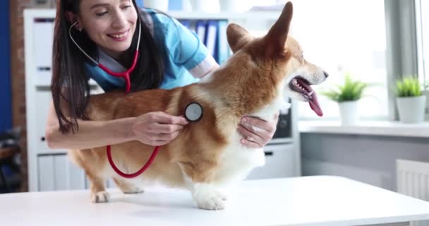 Veterinarian doctor listens to heartbeat of welsh corgi dog with stethoscope — Stock Video