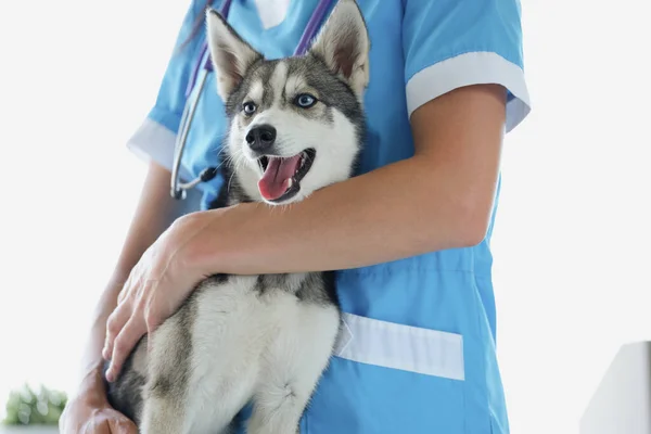Veterinário profissional preparar bonito husky para check-up, cão com olhos azuis puros na nomeação — Fotografia de Stock