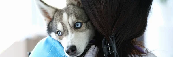 Veterinário médico fica com as costas e detém belo pequeno cão husky nos braços — Fotografia de Stock