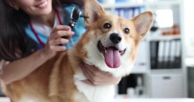 Veteriner, köpek kulaklarını yakından muayene ediyor.