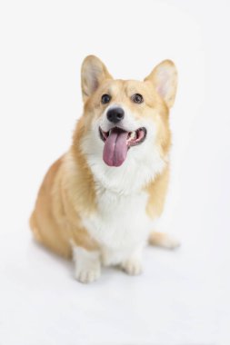 Beyaz arka planda poz veren şirin bir köpek yavrusu, fotoshot 'da insan arkadaşı.