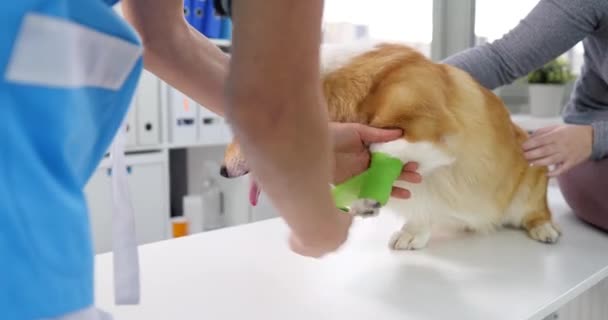 Veterinární lékař odstraňuje obvaz ze psa nemocné tlapky — Stock video