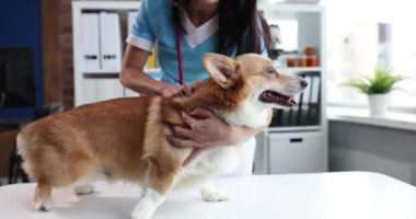 Veteriner klinikte köpeği muayene ediyor.