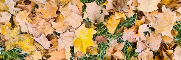 Hojas amarillas de otoño con escarcha blanca sobre hierba verde fondo de primer plano —  Fotos de Stock