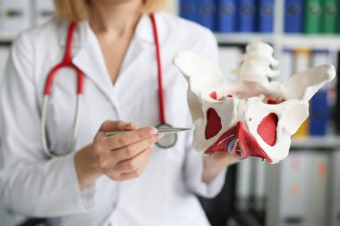 Gynecologist doctor holds model of bones of pelvic floor clipart