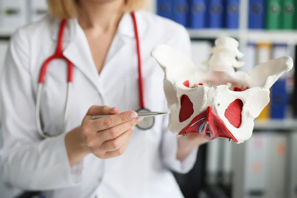 Gynécologue médecin détient le modèle des os du plancher pelvien — Photo