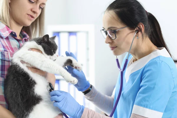 Mulher médico veterinário verificando gato com estetoscópio — Fotografia de Stock