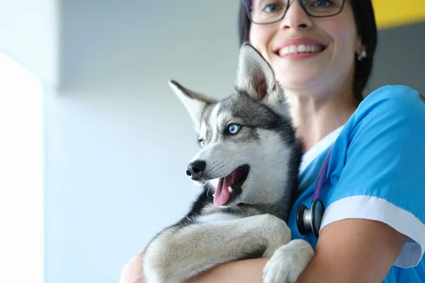 Veterinário colocando bandagem na pata dos cães após a lesão, animal de estimação do cão no veterinário, pata dor — Fotografia de Stock