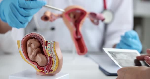 Gynécologue montre l'utérus du fœtus de l'enfant et une radiographie de début de grossesse — Video