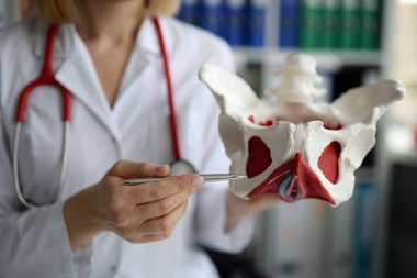 Doktor jinekolog kaslı kadın pelvik organlarının modelini gösteriyor.