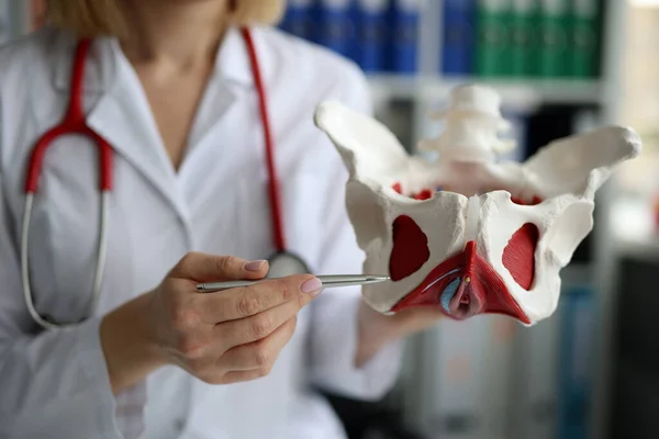 Doctor gynecologist showing model of female pelvic organs with muscles — Photo