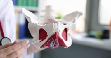 Gynecologist shows location of female pelvis and muscles on training model