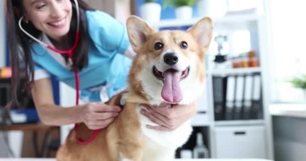 Veterinarian listens to dog heartbeat in veterinary clinic — Stock video