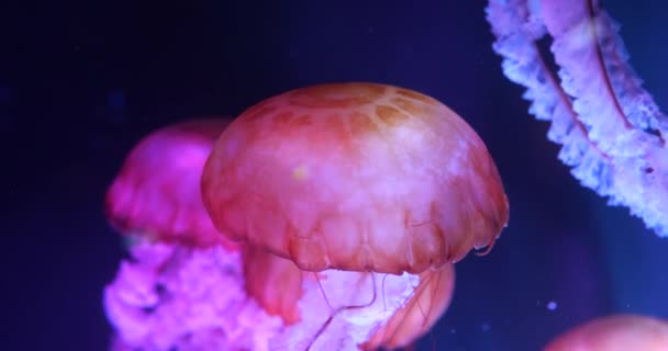 美丽的粉色和蓝色水母在海洋特写中游泳 — 图库视频影像