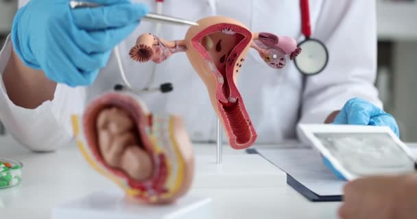 Gynecologist shows mockup of uterus and baby fetus to woman in clinic — Wideo stockowe