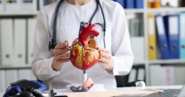 Cardiologist shows anatomy of the heart on model