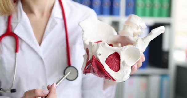 Läkare visar och förklarar struktur kvinnliga bäckenbottenmuskulaturen på konstgjord modell närbild 4k film — Stockvideo