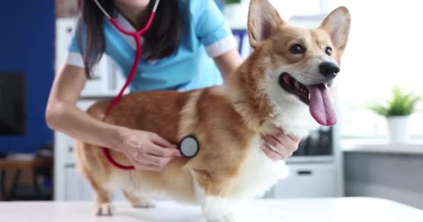 Doctor veterinarian conducting auscultation of corgi dog 4k movie slow motion — Vídeos de Stock