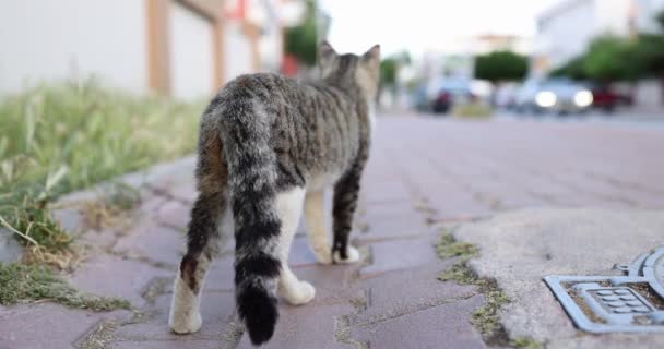 Gray cat shakes its tail and walks near road — Vídeo de stock