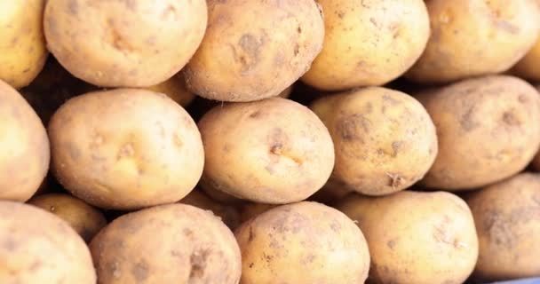 Large pile of freshly dug potatoes at harvest time — Stockvideo