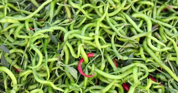 Green and red hot peppers closeup. — Stock Video