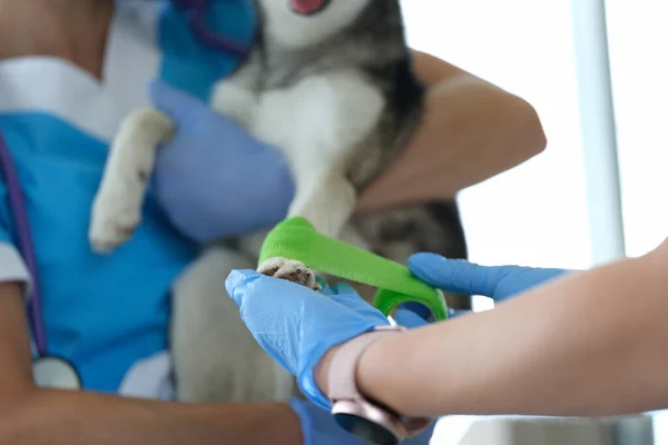 Dog pet in vet, veterinarian put bandage on dogs paw after injury, ache paw — Fotografia de Stock