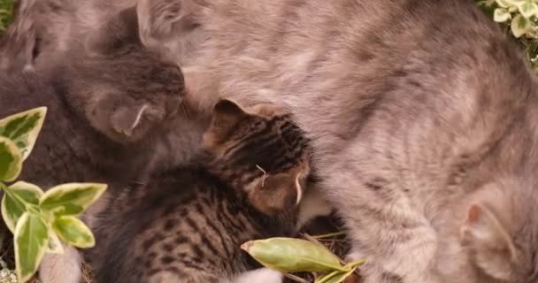 Grigio gatto alimentazione il suo poco cuccioli con latte 4k film — Video Stock