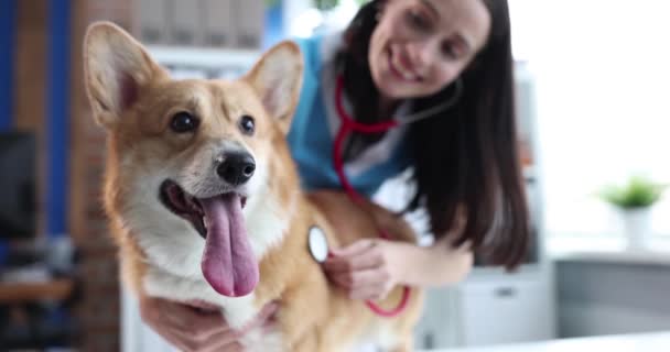 Veterinären lyssnar på hundhjärtslag och kollar hjärtfrekvensen — Stockvideo