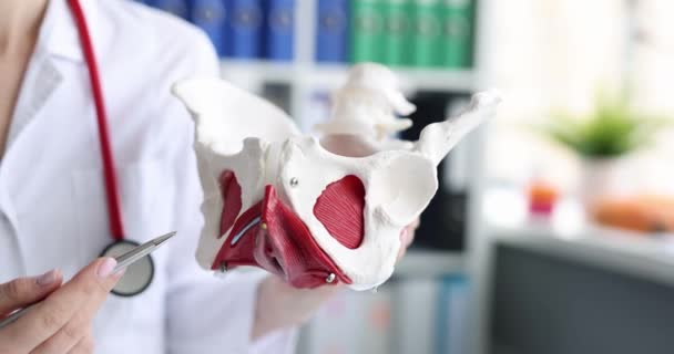 Doctor holds skeletal model of human pelvis — Stockvideo